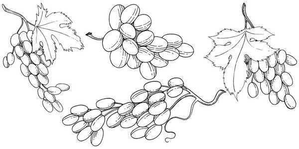 葡萄健康食品中的矢量风格隔离。水果的全名 葡萄。背景, 纹理, 包装图案或菜单的野生水果矢量