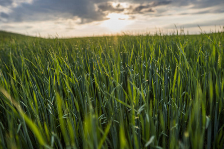 年轻的绿色麦子耳朵在一个美丽的领域与黄昏日落天空。成熟的耳朵小麦。农业。天然产品