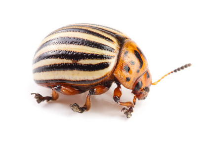 十排在白色背景上孤立的科罗拉多马铃薯甲虫照片