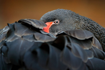 黑天鹅, 天鹅座 atratus, 澳大利亚的大水鸟。鸟儿睡在羽毛上。野生动物现场从自然