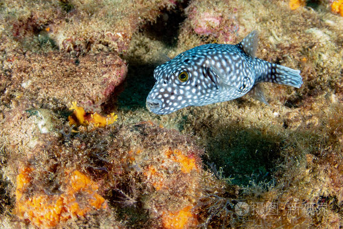 豪猪盒河豚鱼潜水时的斑点河豚画像照片 正版商用图片05it6h 摄图新视界