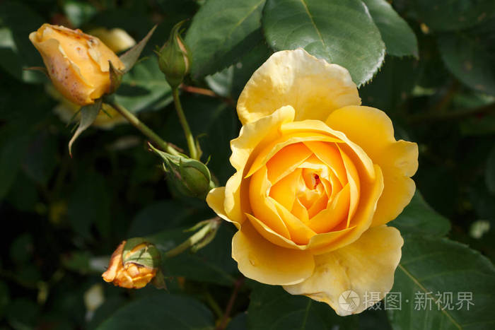 春天花园里的黄玫瑰花