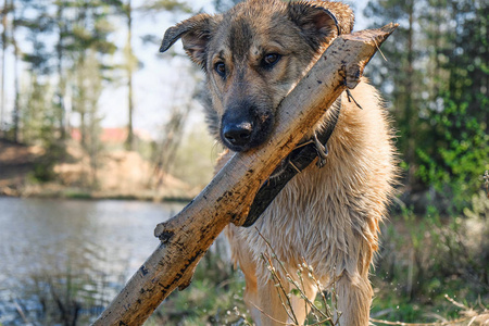 有趣的小狗金色猎犬在他的牙齿上嬉戏与棍子