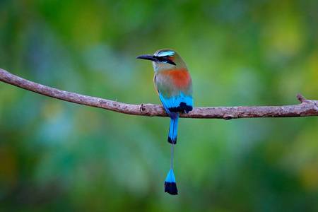 Turquise眉 Motmot, Eumomota superciliosa, 漂亮的大鸟的肖像从野生自然, 美丽的彩色森林