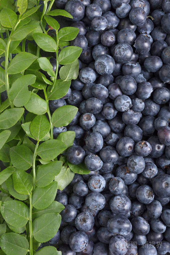成熟和多汁新鲜采摘蓝莓特写.蓝莓背景.顶部视图