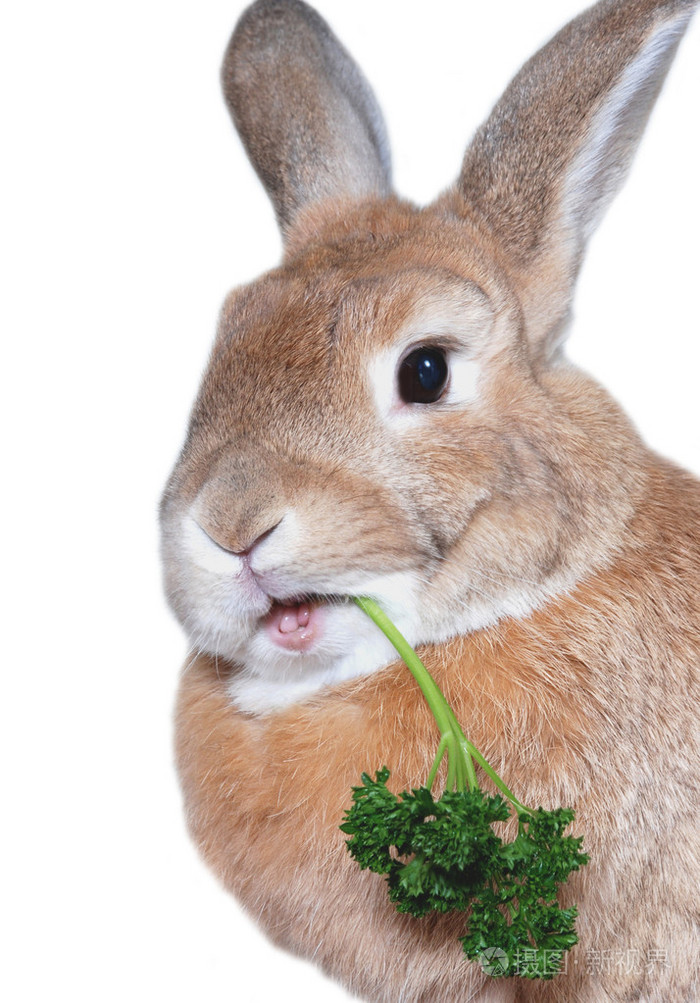 兔子吃香菜