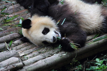 懒大熊猫图片