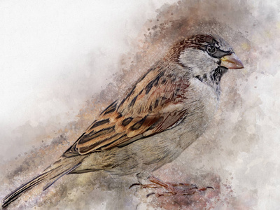 棕色小麻雀图片