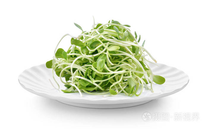 白底向日葵芽照片-正版商用图片05ivv3-摄图新视界