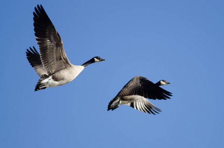 两个加拿大鹅飞在一片蓝天
