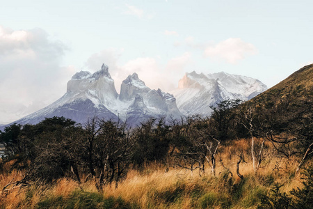 神秘的风景。白雪覆盖的山脉, 衬托着黄草的背景。托雷斯. 佩里。智利