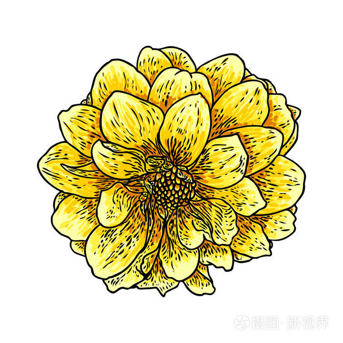 百日草花画的颜色黑色线条艺术素描的白色背景向量