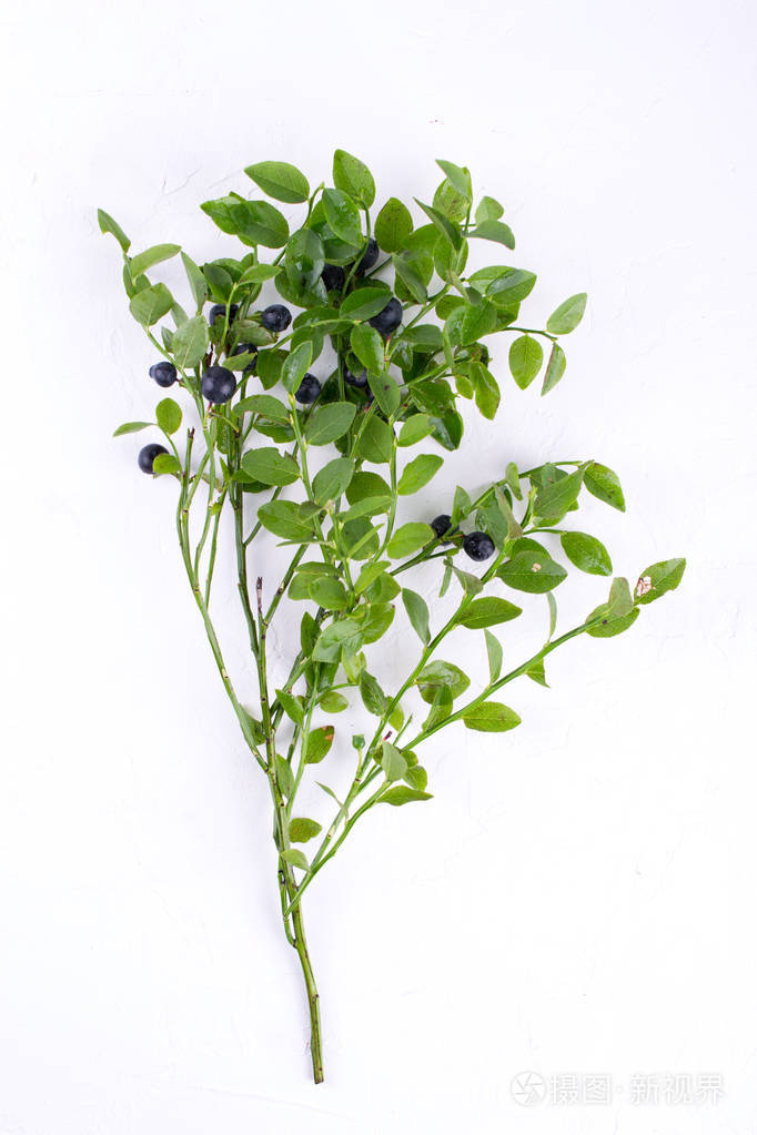 白色背景上树枝上的野森林蓝莓