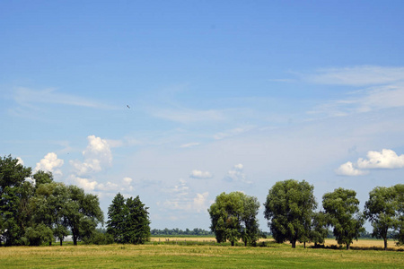 白俄罗斯的风景。鹳在田野上是个混蛋。夏天7月。蓝天白云