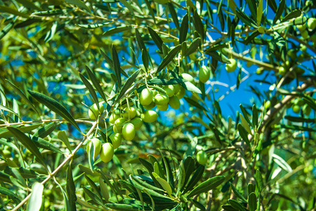 橄榄树在希腊国家边