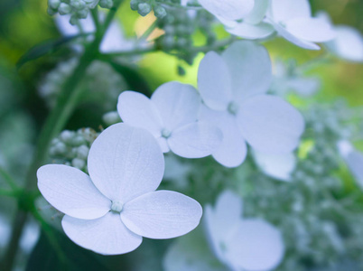 盛开的白花背景