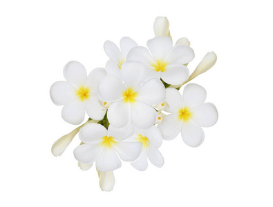 孤立在白色背景上的鸡蛋花花卉