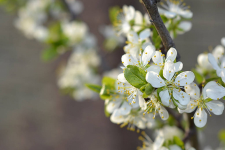 复活节春天开花的樱桃和绿叶的白色花朵