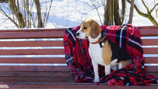 在冬季公园的长凳上穿着红色格子格子的纯种猎犬狗