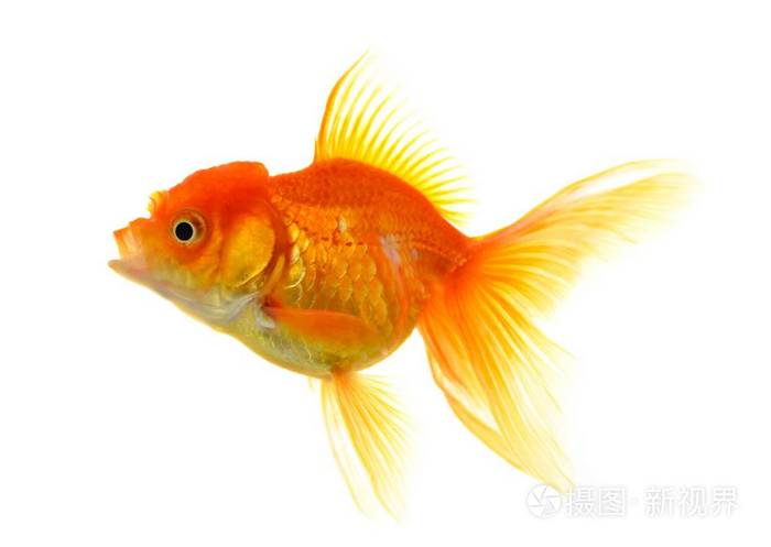 在白色背景上的金鱼