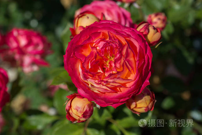 盛开的美丽五颜六色的玫瑰在花园自然背景