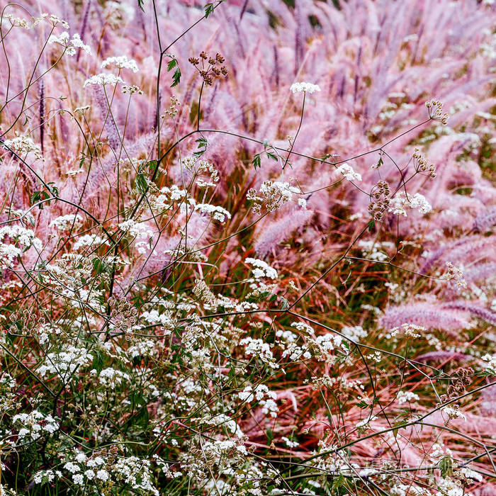 黑麦和花粉红色的背景浪漫的共鸣
