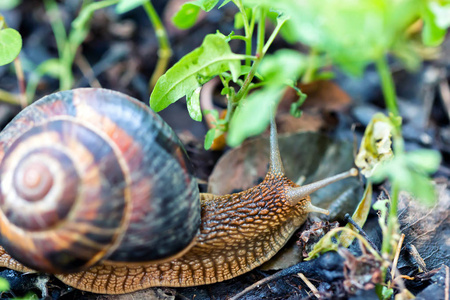 螺旋的角房子蛇棕色长的大蜗牛圆壳带条纹和长角爬行在花园里照片
