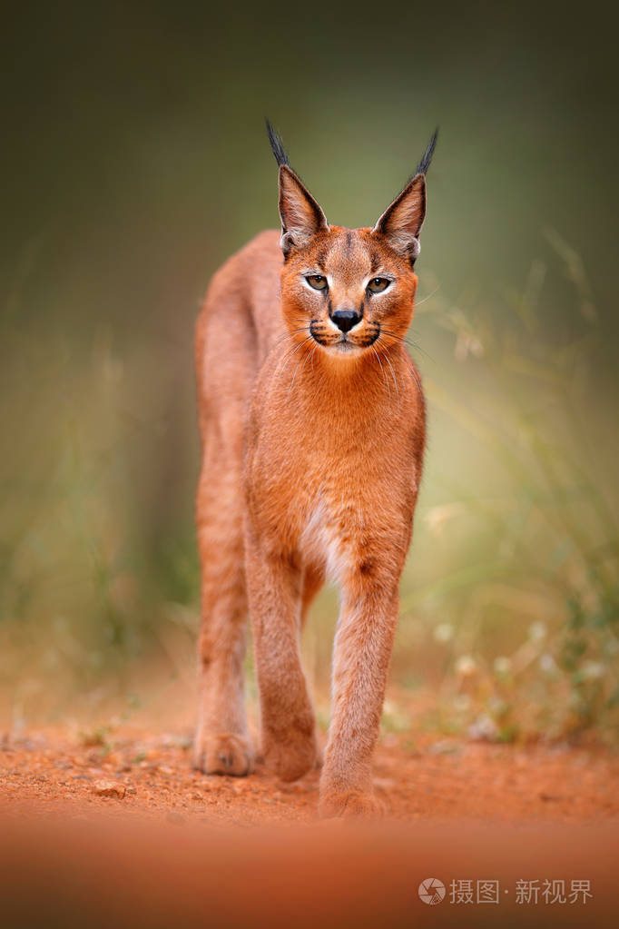 美丽的野生猫在自然栖息地, 博茨瓦纳, 南非.