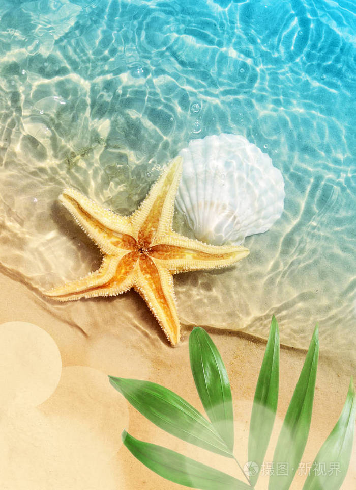 海星和贝壳在夏日沙滩上海水中夏天的背景夏季时间