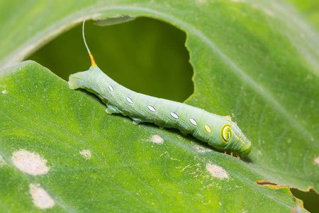 幼绿 pergesa 天蛾 pergesa acteus 毛虫在寄主植物叶片上的关闭