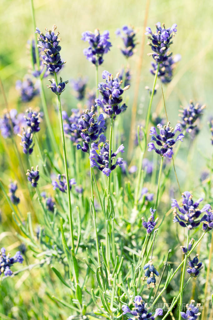 薰衣草花在阳光柔和的焦点, 柔和的颜色和模糊的背景.
