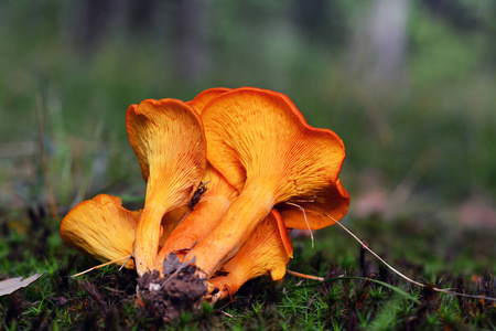 omphalotus olearius, 俗称南瓜灯笼菇照片