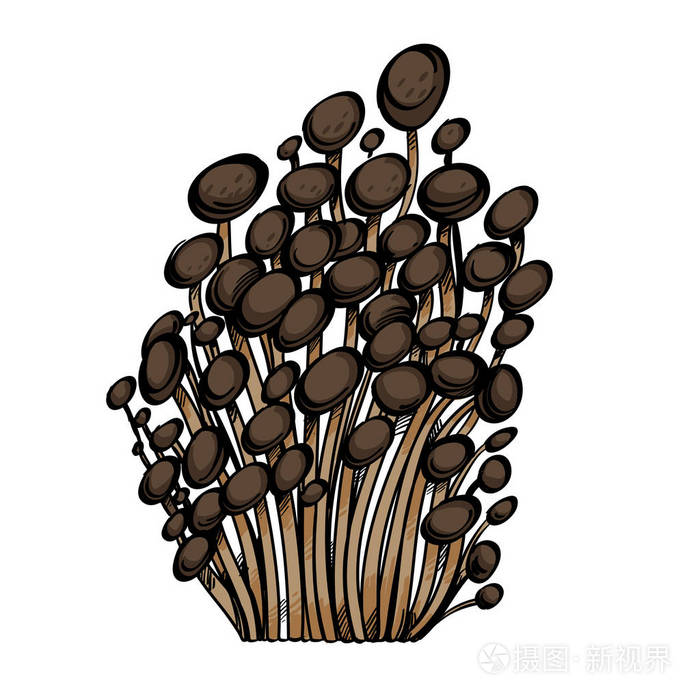 蜂蜜木耳食用森林蘑菇在白色背景下被隔绝