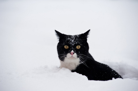 在雪中行走的黑色和白色猫