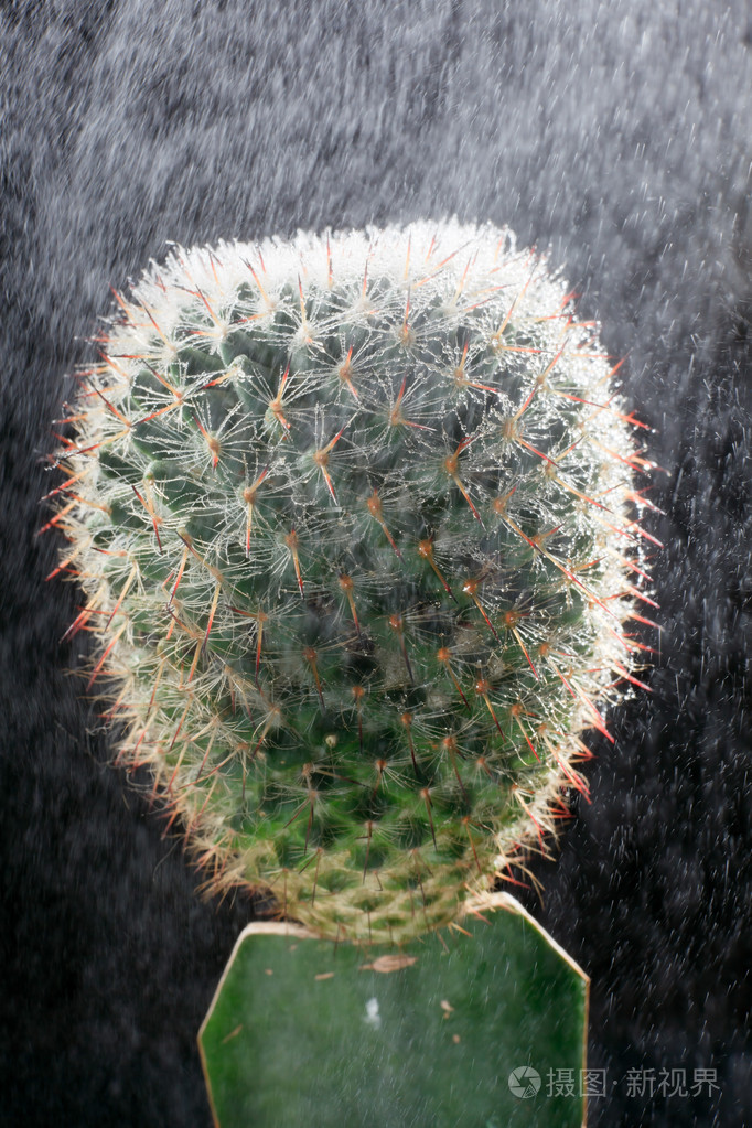 在雨中的仙人掌