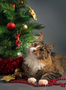 猫和圣诞节