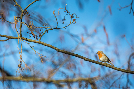 欧洲罗宾 Erithacus rubecula 被称为简单的罗宾或罗宾鸟