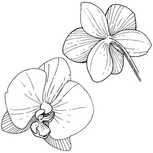 兰花花以矢量风格隔开。植物全名 兰花。背景纹理包装图案框架或边框的矢量花