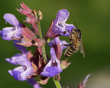 蜜蜂在普通圣人的花朵上觅食的特写