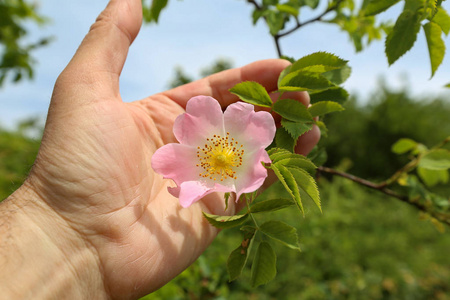 在春天, 狗玫瑰的美丽花朵在花园里绽放