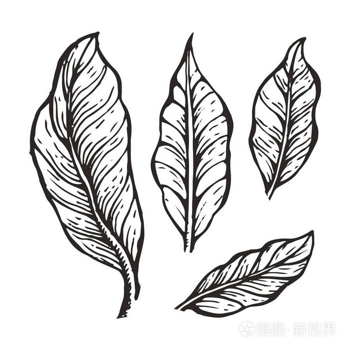 咖啡树叶子素描向量例证插画-正版商用图片05jf0q-摄图新视界