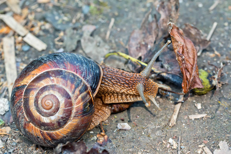 带壳巴旦木棕色长的大蜗牛圆壳带条纹和长角爬行在花园里照片