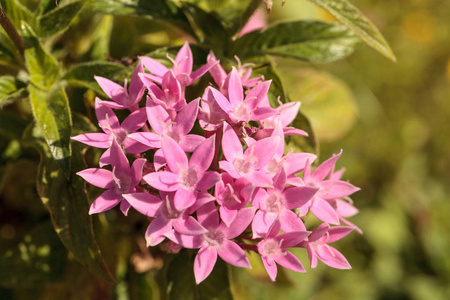 在佛罗里达州那不勒斯的一个花园里涂鸦粉红色的星花 Pentas 杉木绽放
