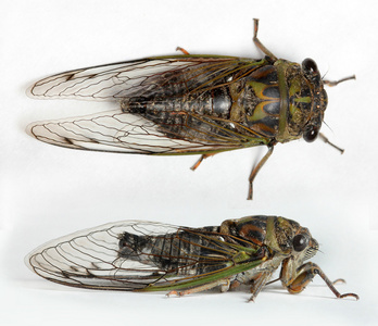 大的棕色蝉图片