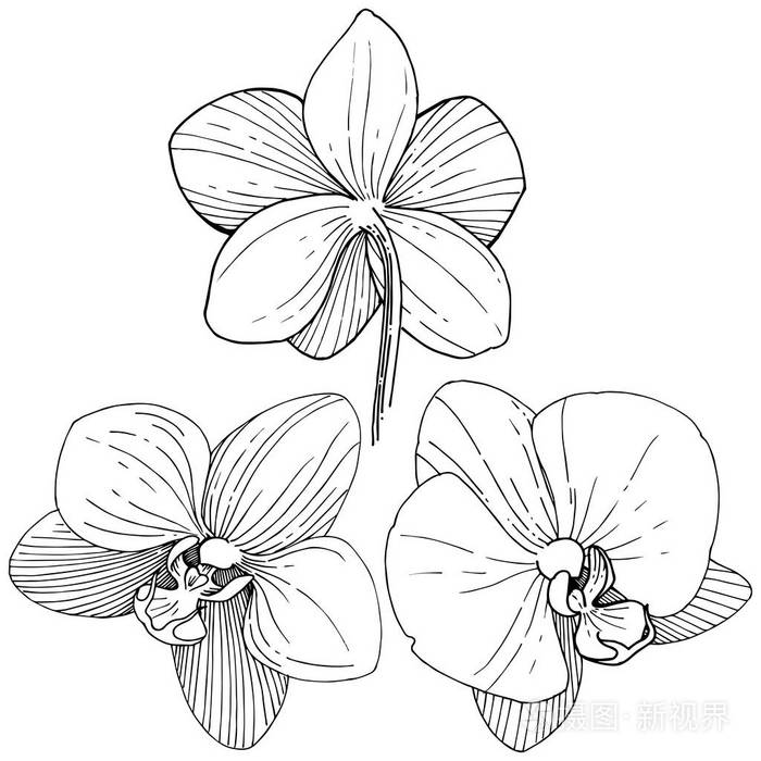兰花花以矢量风格隔开植物全名兰花背景纹理包装图案框架或边框的矢量