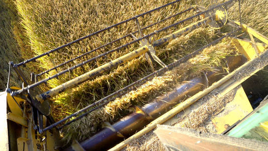 联合收割机在白天采集小麦作物