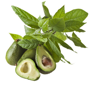 牛油果水果与年轻叶子从鳄梨树,孤立在白色照片