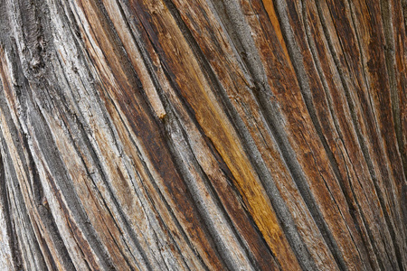 树皮树干。木质自然纹理背景。水平