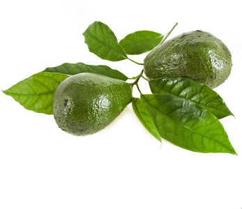 生长在树上牛油果树苗新鲜牛油果树枝上牛油果水果与年轻叶子从鳄梨树