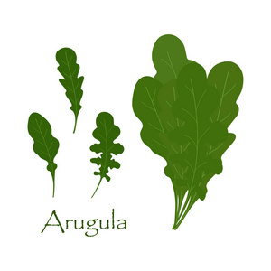 在白色的绿色芝麻菜的叶子, 分开的不同的叶子和一束 ruccola 的背景